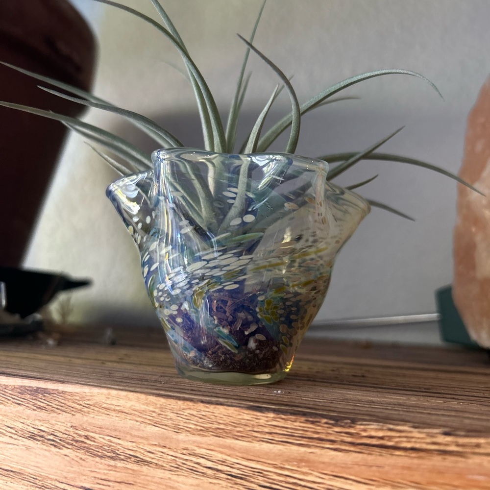 Artistic Glass Planter with Air Plant